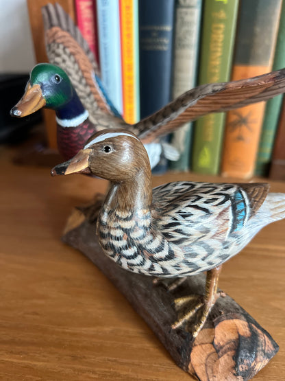 Mallard Duck Duo