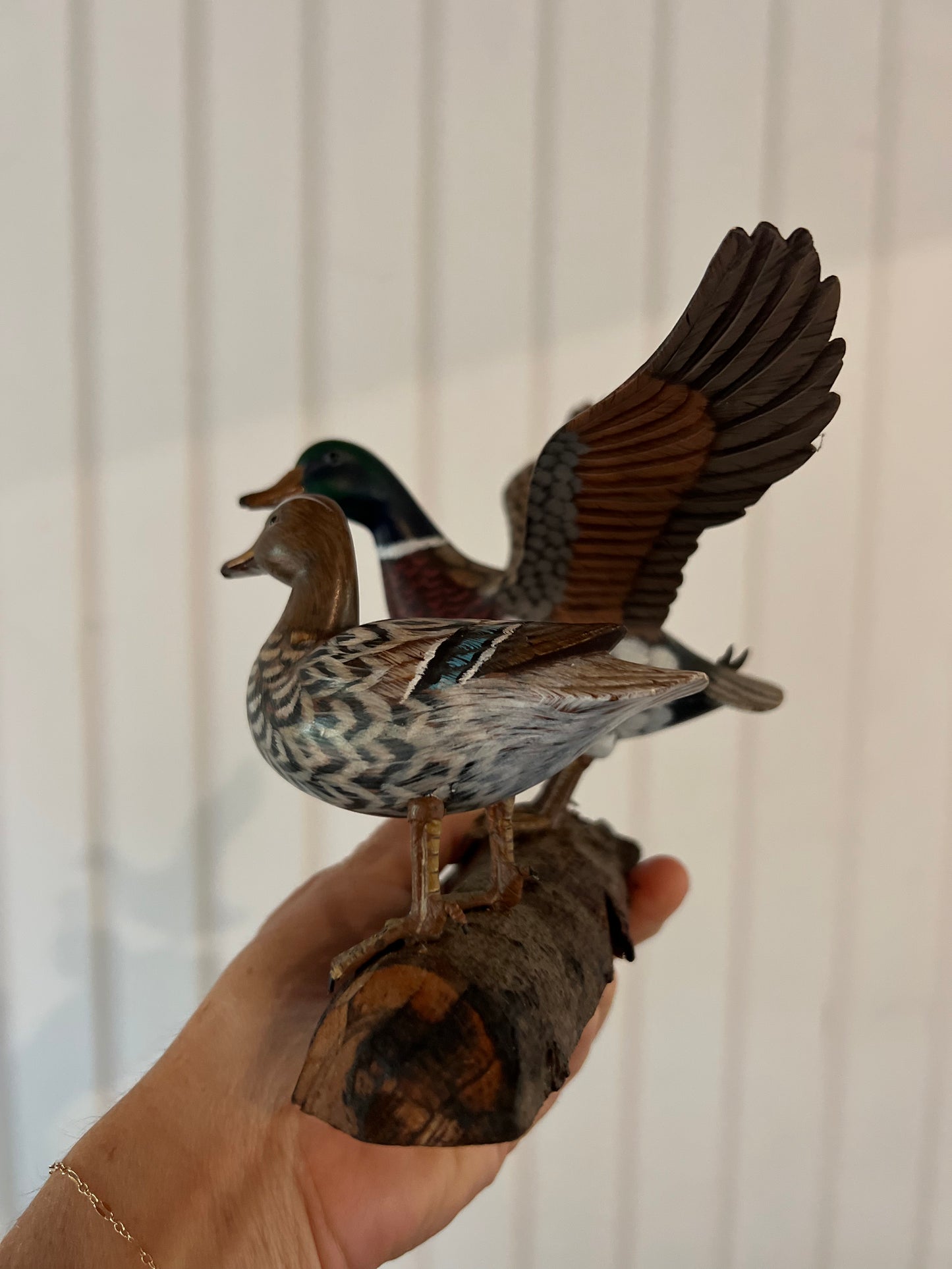 Mallard Duck Duo