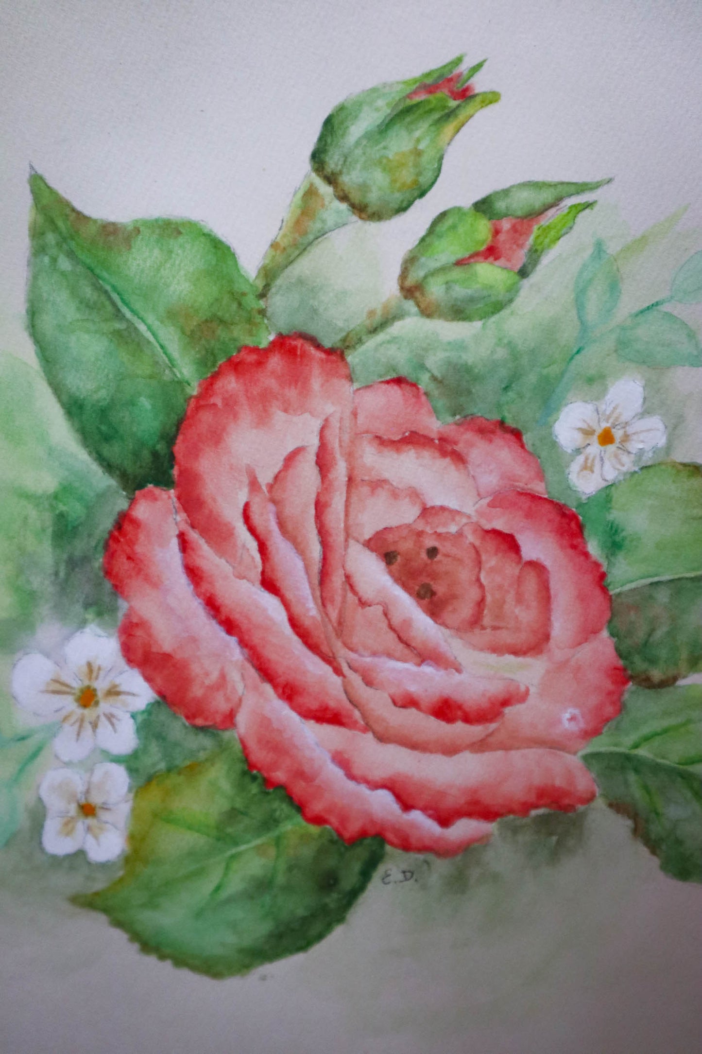 Wild Rose Watercolor Painting